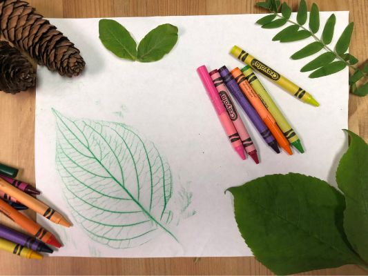 Collect different leaves from the outdoors