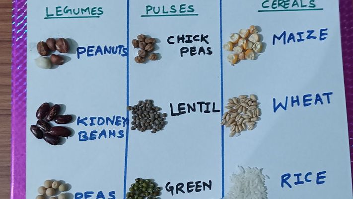 Educational Pulses Chart