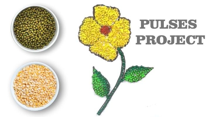  Pulses Sticking Activity for Grain Art 