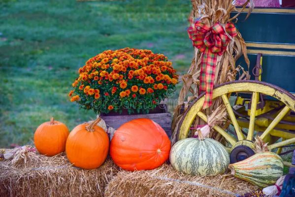 Rustic Pumpkin Patch