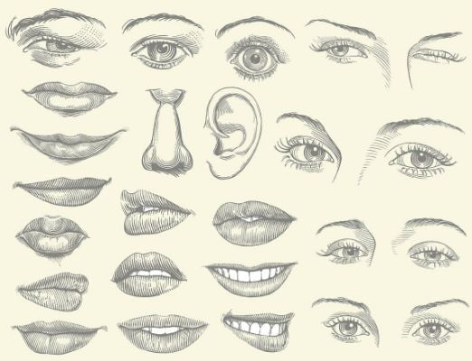 observe and draw each facial feature
