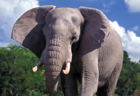 Amazing Facts About Elephants